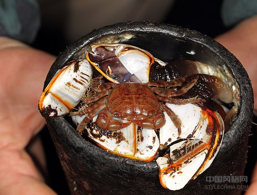 英国本土的海洋生物受到侵入物种的威胁，这些物种在远离加勒比地区倾倒的塑料垃圾上扫过这里 中国风格网,stylechina.com