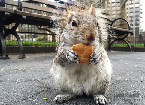 互联网如何为纽约的松鼠影响者而疯狂 中国风格网,stylechina.com