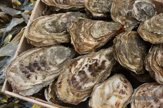 月光影响牡蛎壳的打开和关闭 中国风格网,stylechina.com