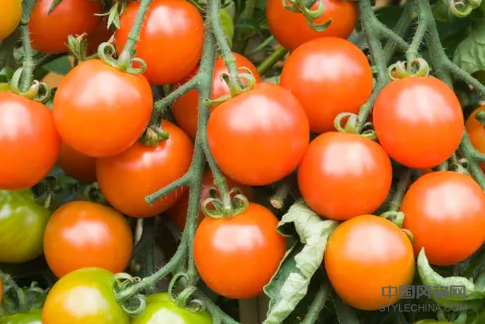 转基因水果 中国风格网,stylechina.com