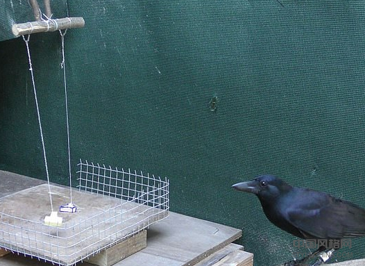 研究人员发现,乌鸦可以通过观察它在风中的摇摆来猜测物体的重量 中国风格网,stylechina.com