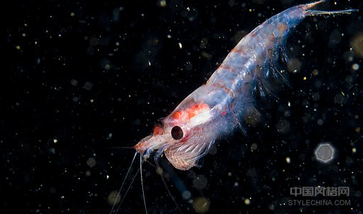 南极磷虾向南移动：气候变化正在融化海冰，迫使南方270英里处的鲸鱼，海豚和海鸟的主要食物来源 中国风格网,stylechina.com