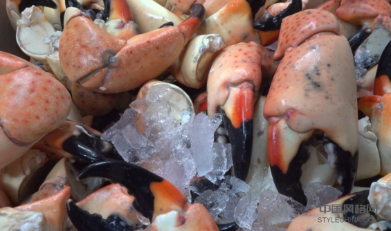 佛罗里达红潮伤害了石蟹业 中国风格网,stylechina.com