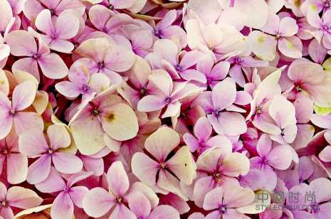 由于气候变暖，入侵的开花物种可能会压倒本地物种 ,stylechina.com