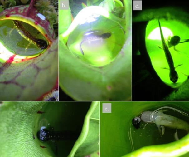 研究人员在加拿大省级公园内找到了吃蝾螈的植物 ,stylechina.com