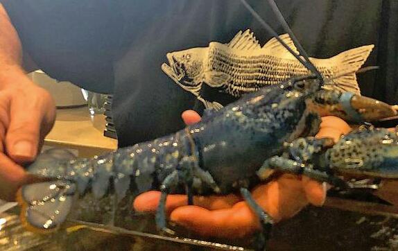 一家餐馆的货物中有一只罕见的蓝色龙虾。所有者将其捐赠给水族馆，而不是烹饪 ,stylechina.com