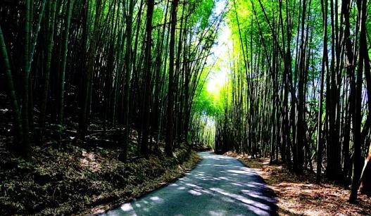 不用飞日本，台湾也有媲美岚山的「绝美竹林」！长2公里小径宛如走进电影《卧虎藏龙》，还能赏漫天萤火虫 ,stylechina.com