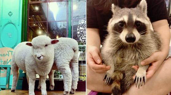 到首尔玩必去超萌绵羊、浣熊咖啡厅！零距离抚摸、讨抱抱，还会调皮掏零钱，少女心绝对融化 ,stylechina.com