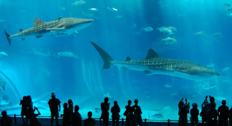 夏天美人鱼最爱的潜水、SUP、浮潜！盘点世界各地旅行景点玩水攻略 ,stylechina.com