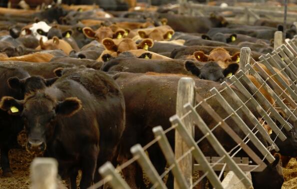 英国大学禁止牛肉加剧“气候紧急情况” ,stylechina.com