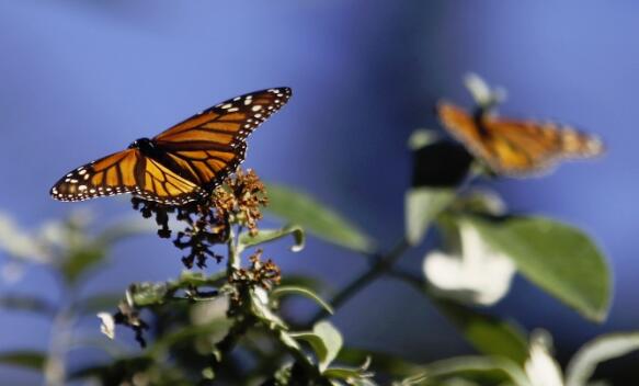 01.jpg 各国,环保主义者不得不停止对濒危物种法案的修改 ,stylechina.com