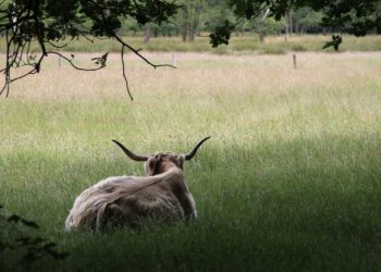 01.jpg “新石器时代晚期的机器人”“牛”开始引发经济不平等 ,stylechina.com