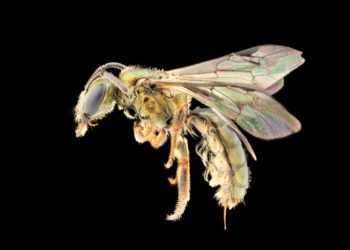 斐济新发现的蜜蜂物种已被灭绝 ,stylechina.com