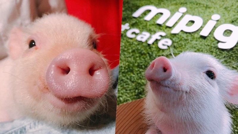 想被疗愈必去！日本「Mipig Cafe」店内满满超萌小猪仔，即将开设2号店 ,stylechina.com