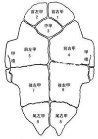 甲骨文发现120周年，国博将首次大规模展示馆藏甲骨 ,stylechina.com