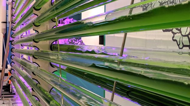 藻类在生物技术中的复兴：从燃料到食品 ,stylechina.com