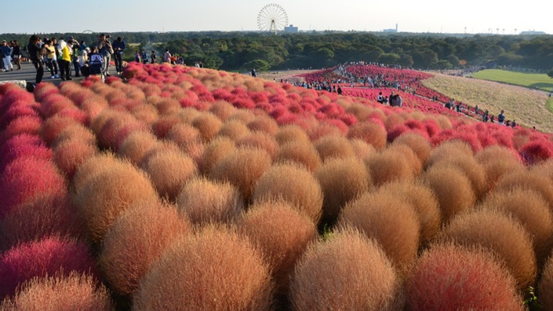 【MiKU玩日本】秋天不只赏枫！初秋到日本就该看「扫帚草」，3万株圆滚滚花海太疗愈，邻近还有海上咖啡厅Sea BiRDS CAFE ,stylechina.com