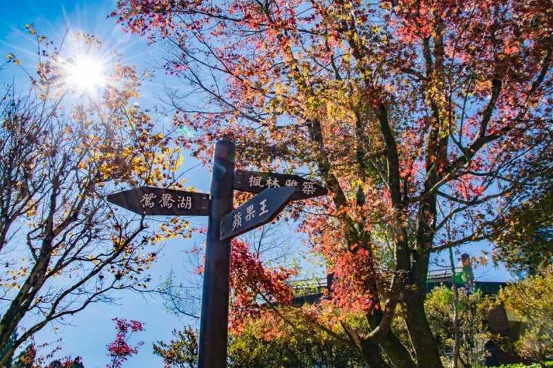 2019全台最强赏枫攻略！6大人气枫红景点总整理，领略秋天诗意之美 ,stylechina.com