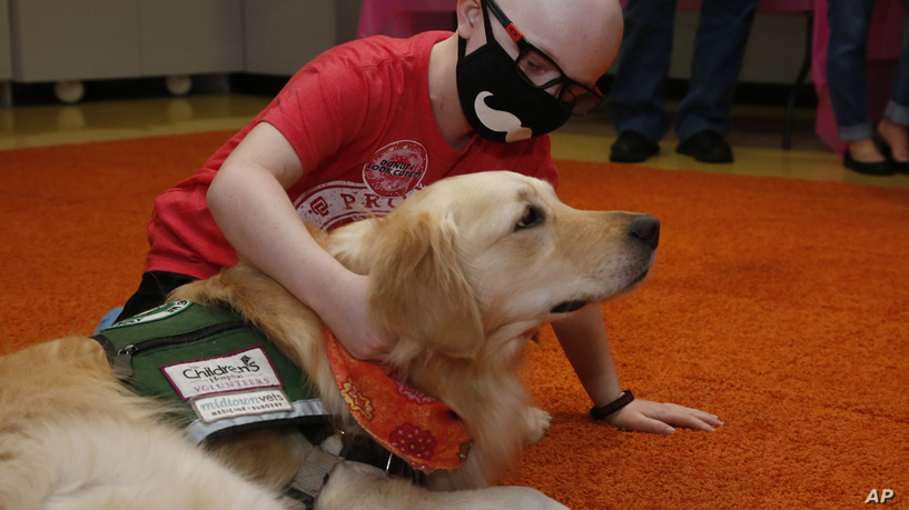 治疗犬帮助医院重症监护室的患者 ,stylechina.com