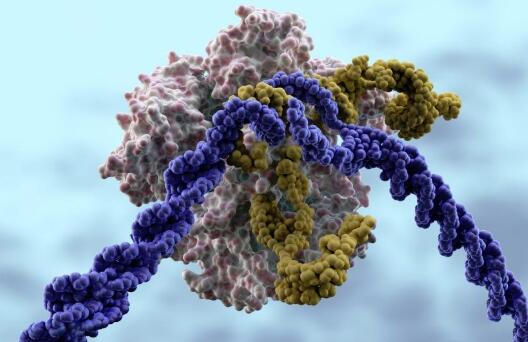 首次人类Crispr试验的新数据显示了有希望的结果 ,stylechina.com