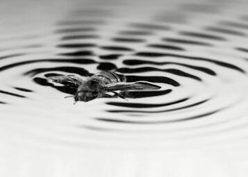 观看蜜蜂在其产生的波浪中冲浪至安全 ,stylechina.com