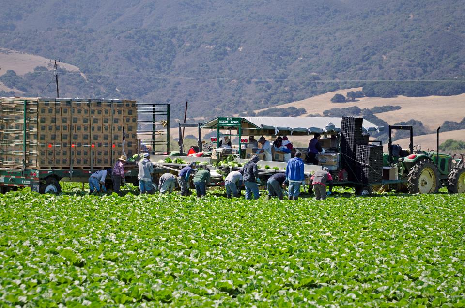 CDC：不要从这里吃长叶莴苣，大肠杆菌爆发会变得更糟 ,stylechina.com