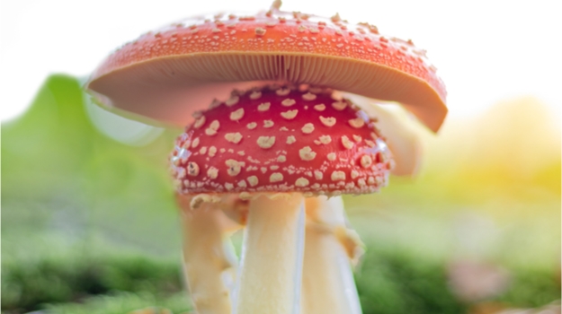 研究人员探索真菌作为新药的来源 ,stylechina.com