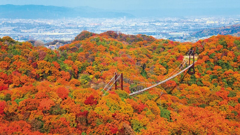 【MiKU玩日本】关西大阪赏枫秘境「星田园地」，走在日本最大的吊桥「星之秋千」上欣赏红叶绝景 ,stylechina.com