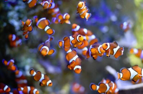 由于气候变化，寻找尼莫变得越来越困难 ,stylechina.com