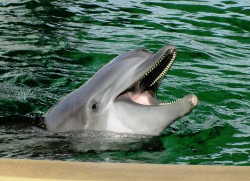 普通的宽吻海豚可能会被正确发现 ,stylechina.com