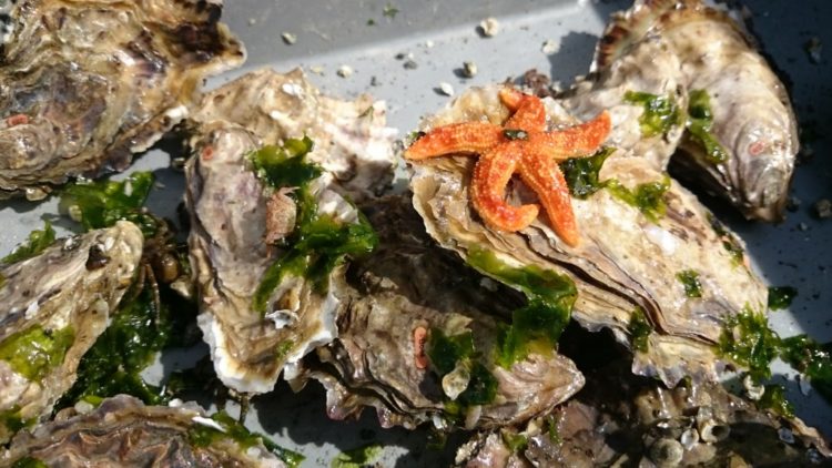 4,000年前的可持续捕捞方式仍影响着如今的贝类 ,stylechina.com