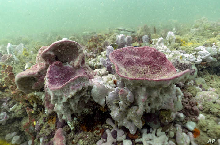 一小片海洋如何推动一场保护运动 ,stylechina.com