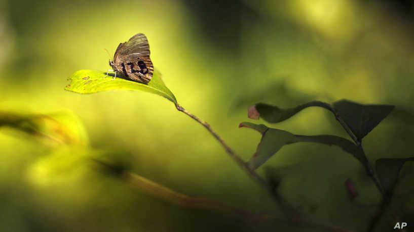0012f885-800.webp.jpg 炸弹靶场上的蝴蝶:濒危物种法在起作用 ,stylechina.com