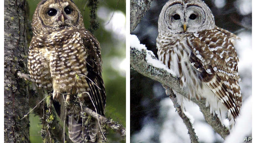 猫头鹰杀戮刺激有关人类干预的道德问题 ,stylechina.com