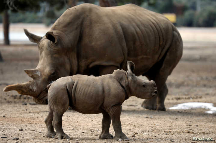 在去年急剧上升之后，纳米比亚犀牛偷猎在2019年下降 ,stylechina.com