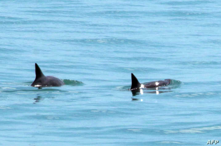 渔民群众淹没了墨西哥受保护的海豚 ,stylechina.com