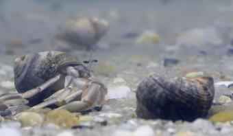 甚至寄居蟹也有财富不平等 ,stylechina.com