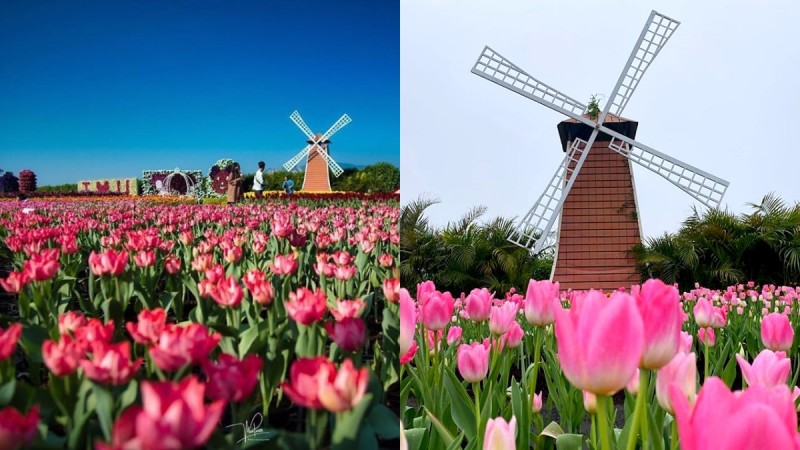 梦幻郁金香花海就在台湾！「中社观光花市」30万株花朵成缤纷花毯，仿佛一秒置身荷兰 ,stylechina.com