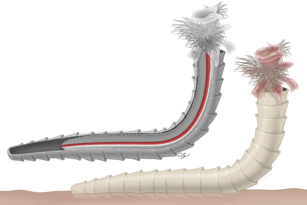 化石揭示了地球上最古老的动物胆量 ,stylechina.com