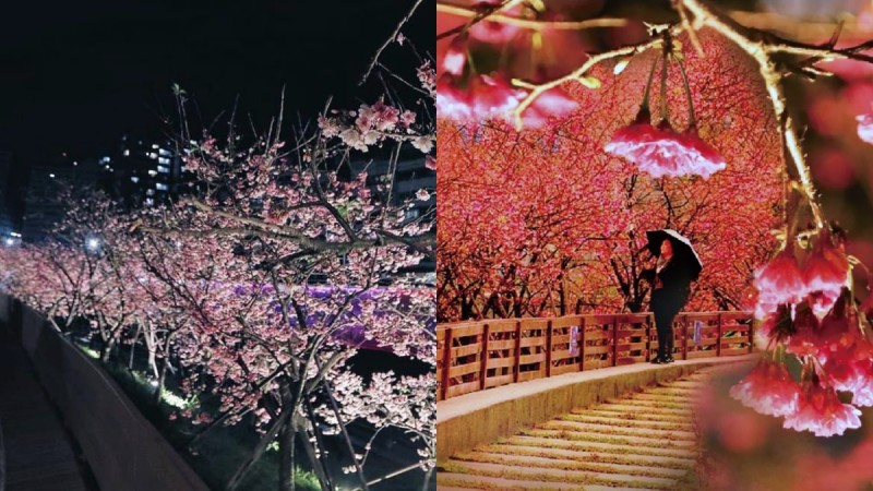 冬日最浪漫约会景点！「2020乐活夜樱祭」登场，3公里粉嫩樱花绽放，加码推出露天电影院、文创市集 ,stylechina.com