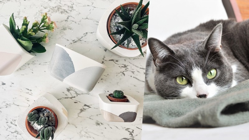 5E3A752BC8CA21580889387.jpeg 招桃花必备!猫咪盆栽搭配开运多肉植物,不是绿手指懒人也能轻松种 ,stylechina.com