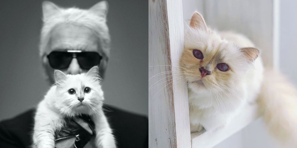 老佛爷Karl Lagerfeld逝世一周年，大家都在问：那只继承了他遗产的猫咪，现在怎么样了？ ,stylechina.com