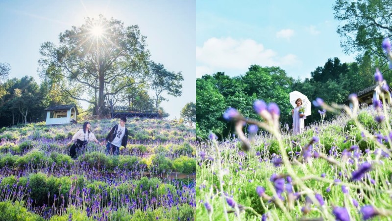 「2020薰衣草节」台中新社、新竹尖石同步登场！紫色薰衣草花海仙气破表、8大活动总整理 ,stylechina.com