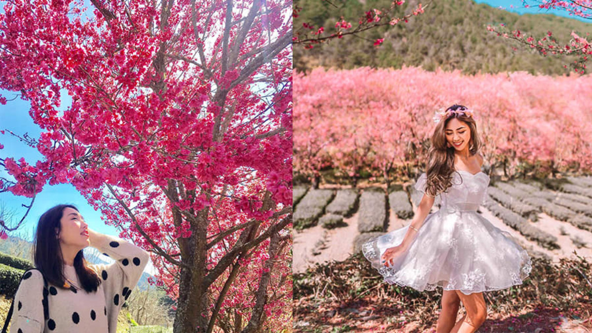 【2020台湾樱花季】北中南IG热门打卡赏花景点，樱花季拍照懒人包！ ,stylechina.com