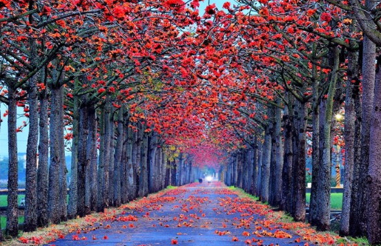 全球15条最美花海之一在台湾！「2020白河木棉花节」鲜艳绽放，初春限定的梦幻街道此生必访 ,stylechina.com