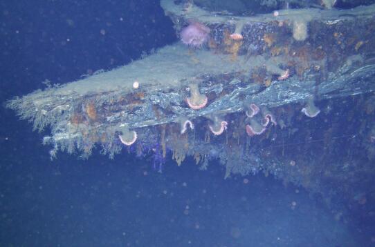 微生物指出沉船之路 ,stylechina.com