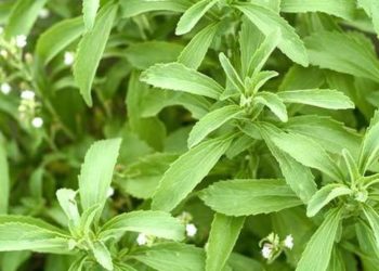 甜叶菊是健康的选择吗？你应该知道的一切 ,stylechina.com