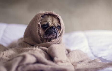 你不应该对狗大吼的令人心碎的原因 ,stylechina.com