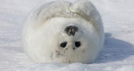 DocuSign以1.88亿美元收购Seal软件以增强其AI印章 弗雷德里克·拉迪诺瓦（Frederic Lardinois） ,stylechina.com