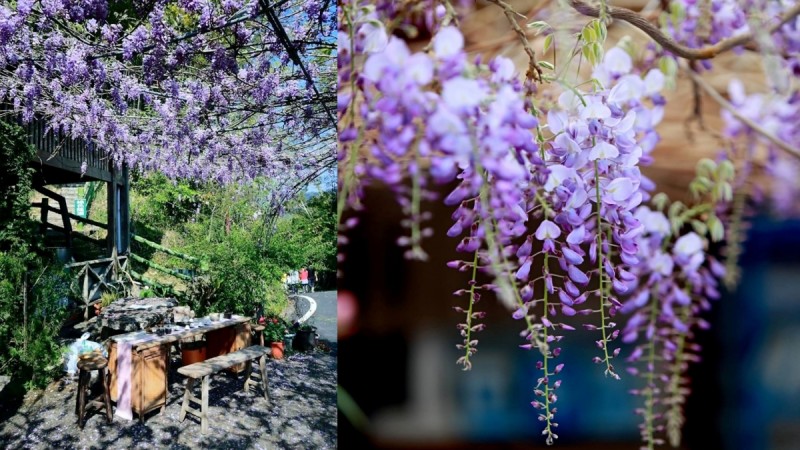 嘉义也有梦幻紫藤花海！「2020瑞里紫藤花季」公开25大赏花景点，连假手刀当仙女小姐姐 ,stylechina.com
